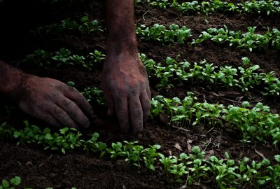 Agricultura de precisión